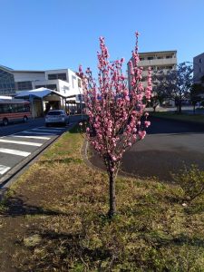 JR浜野駅　桜満開と新車両E131